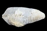 Cretaceous Fossil Oyster (Rastellum) - Madagascar #69637-1
